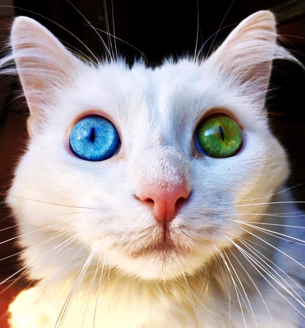 /Images/uploads/Humane Rescue Alliance/HRACalendarPhotoContest/entries/8356thumb.jpg
